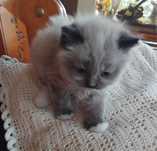Кошенятко,дівчинка!Шукаєм для неї люблячу родину.
