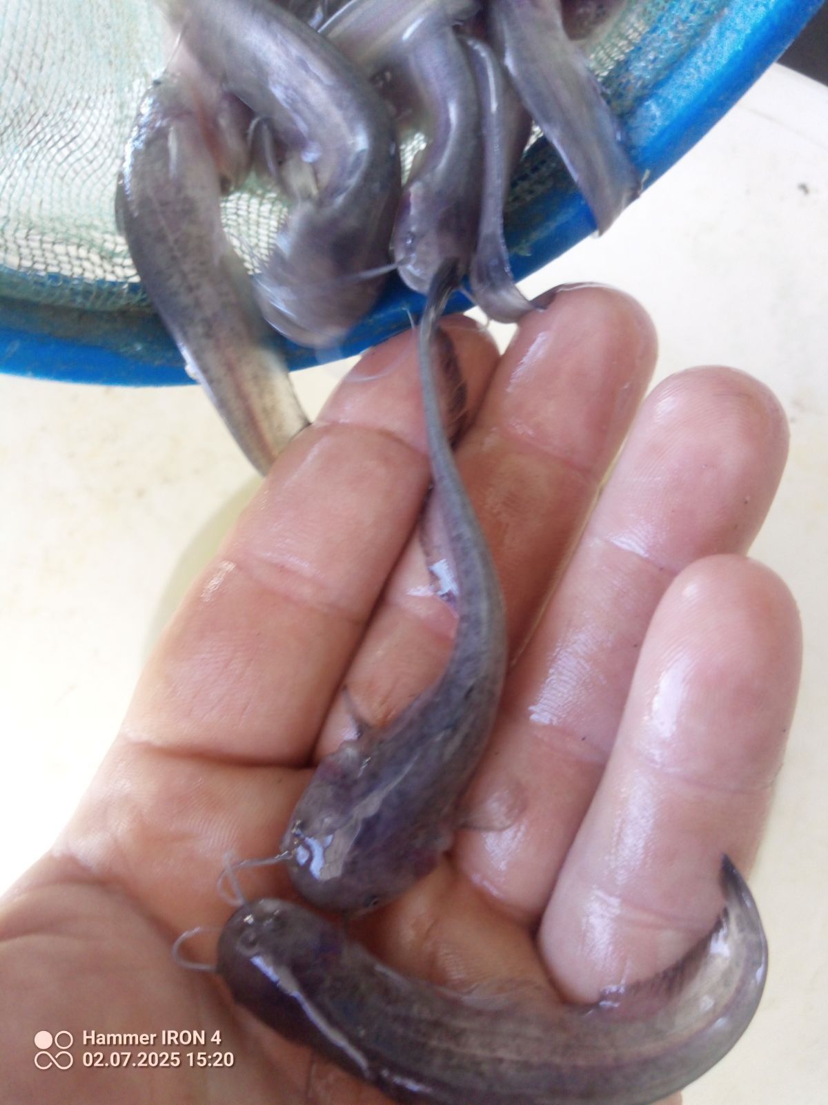 Sum narybek 7 cm szczupak lin karaś amur