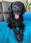 Przystojniak do adopcji - Barry!