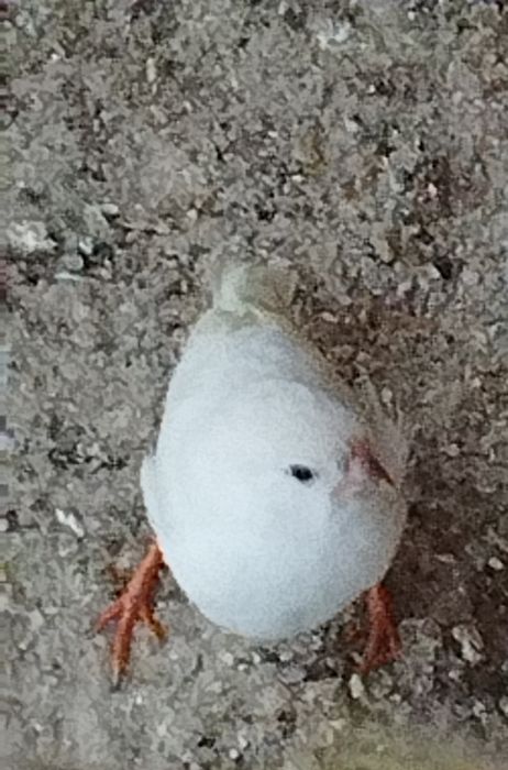 Zeberki zeberka Wysyłka Bla Bla Car