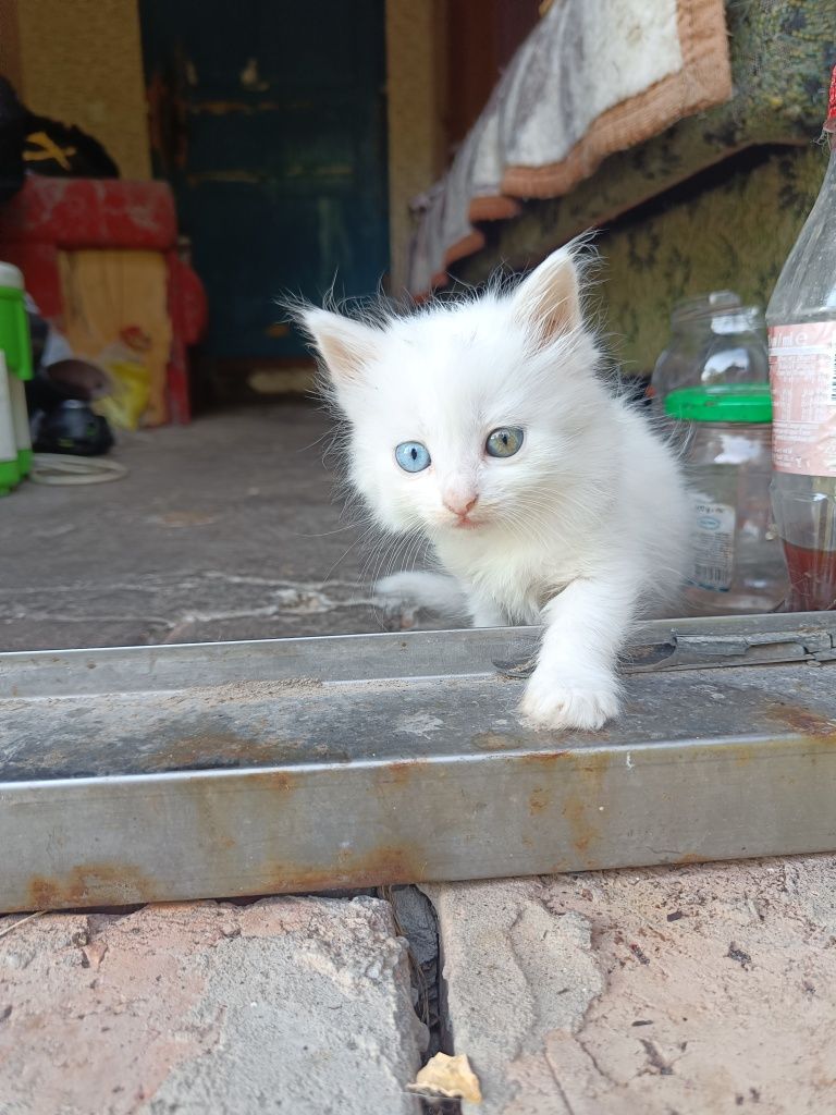 Кошеня біле пухнасте