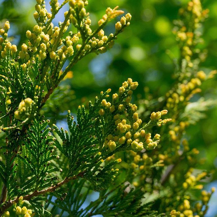 Ауреоспіката туя