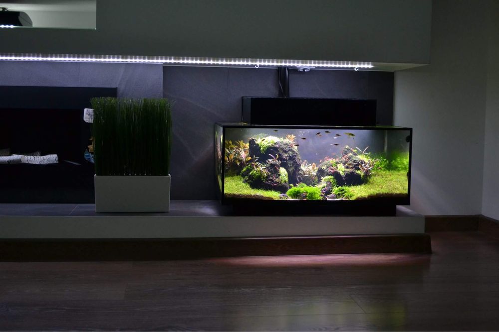 Rosliny w koszykach do akwarium rotala mech bucephakandra ludwigia