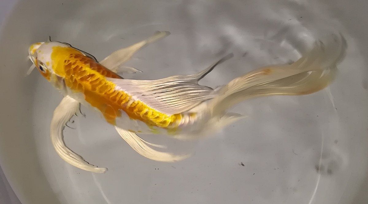 Karp koi orfa karaś itd