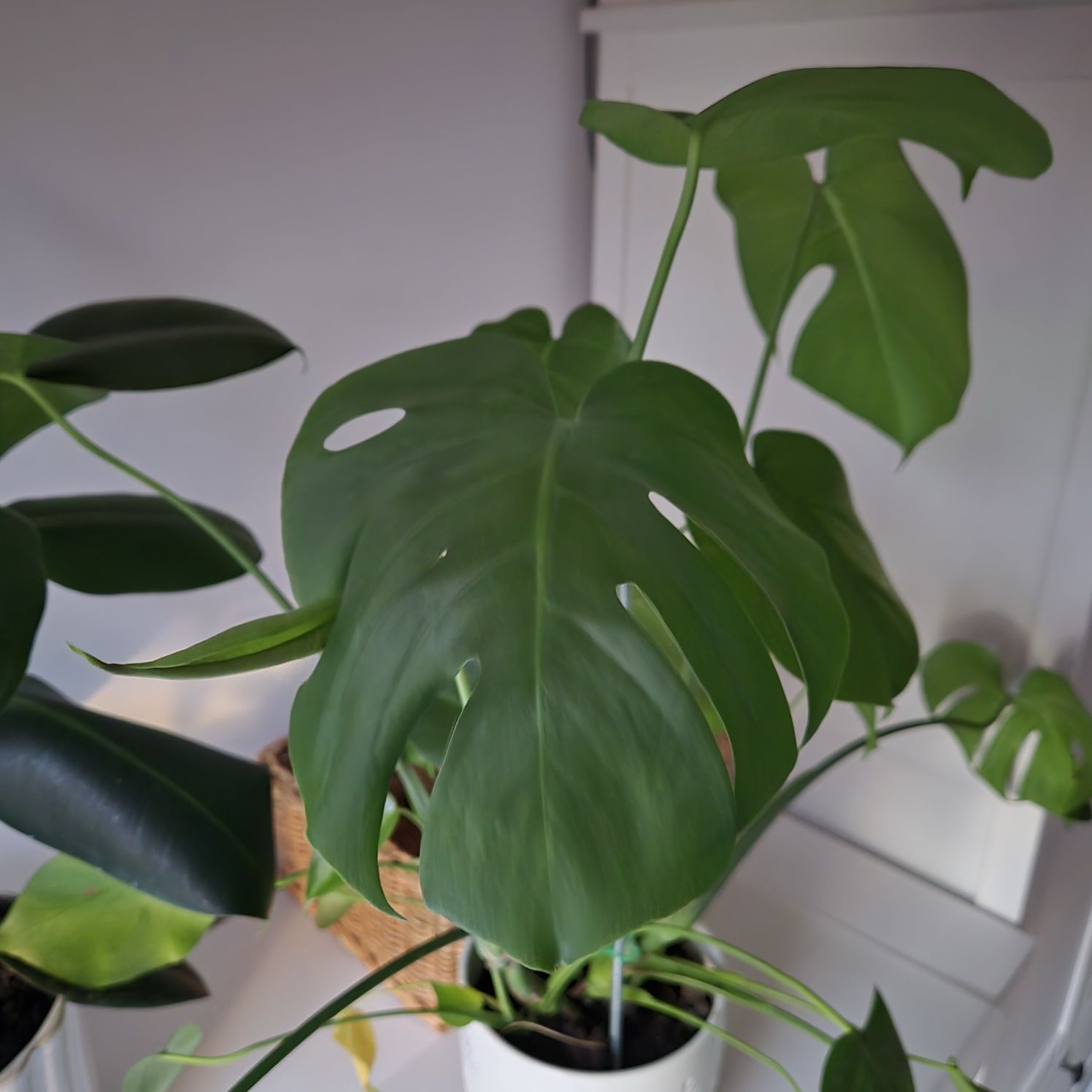 Monstera deliciosa sprzedam