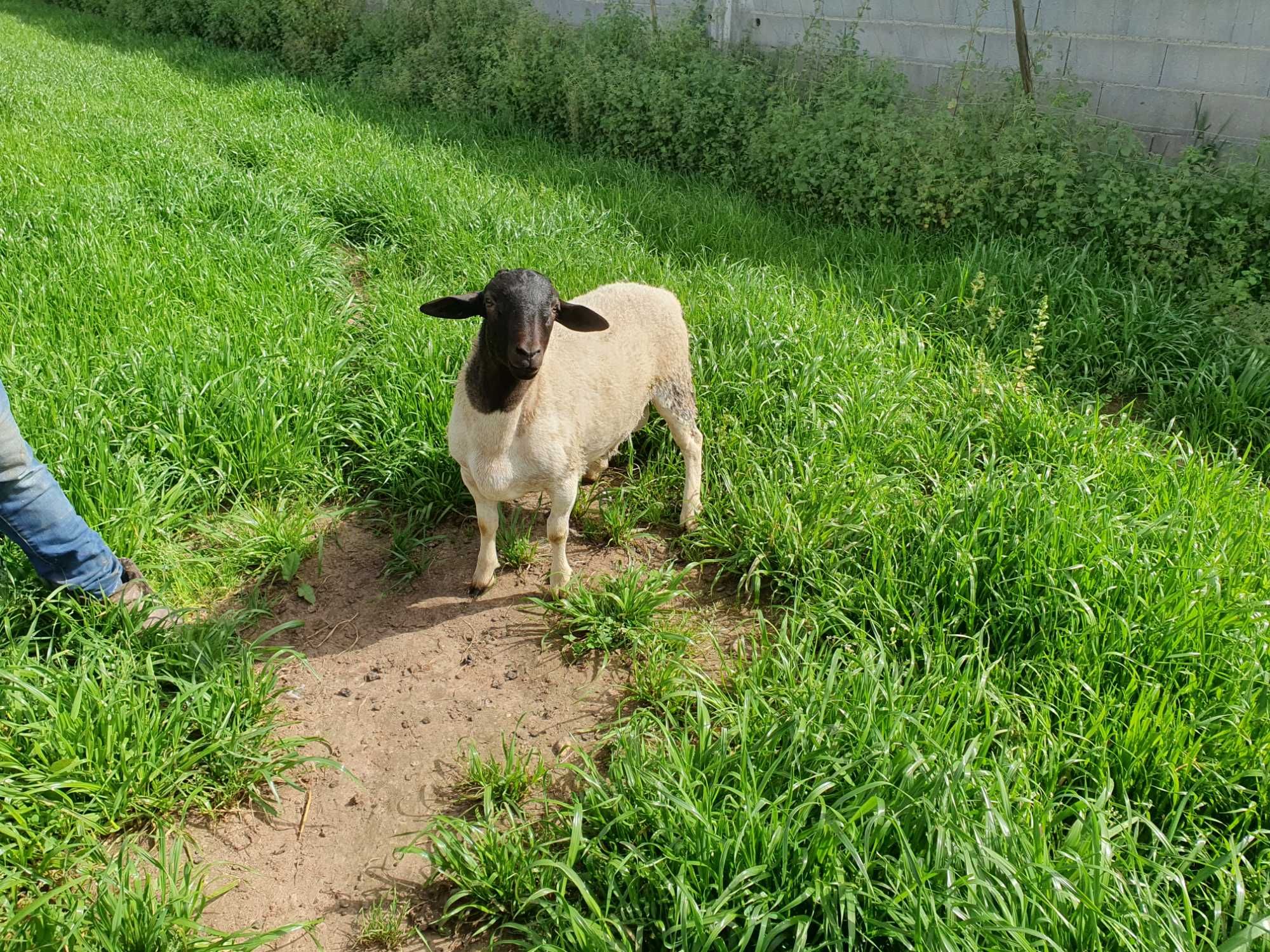 Dorper macho muito meigo 6 meses