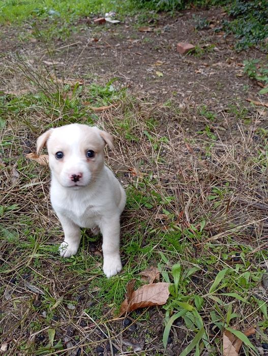 Crias de husky para doar.
