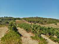 Terreno agrícola com vinha