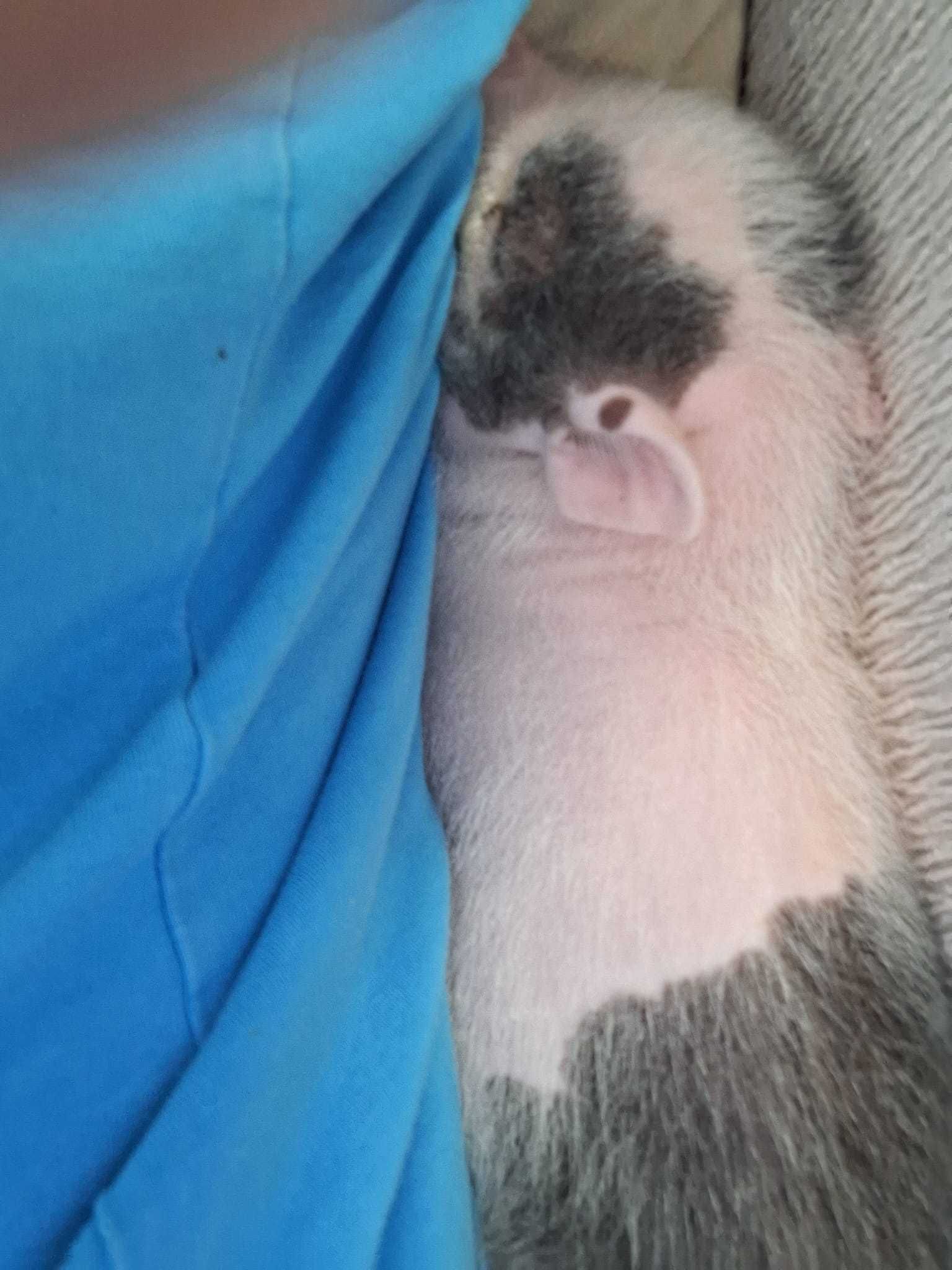Vendo Mini pig amestrado