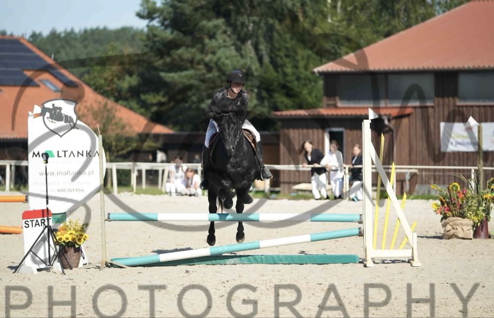 Kuc grupy C /A2 Ogier huculski