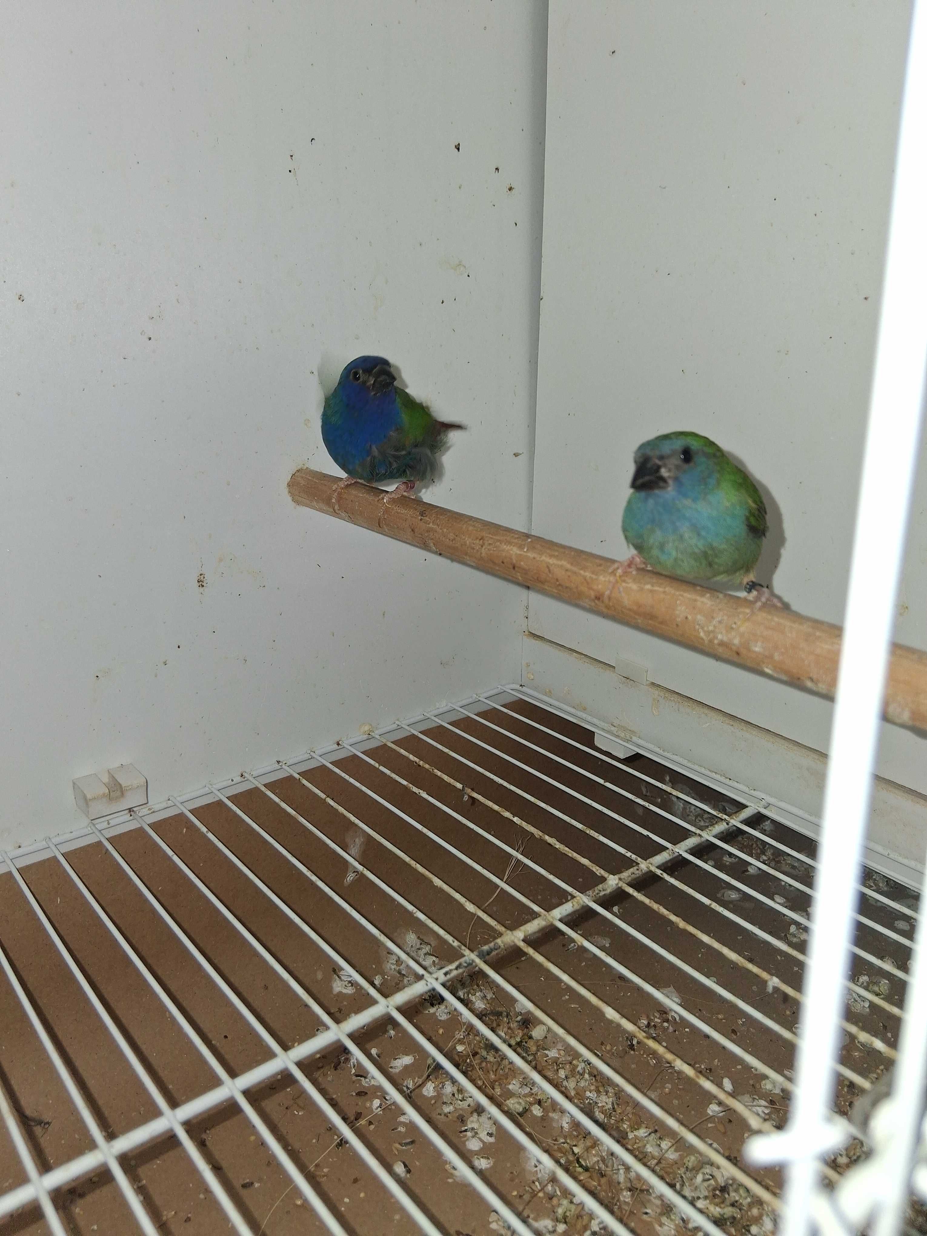 Forbes diamante ( 2 casais)