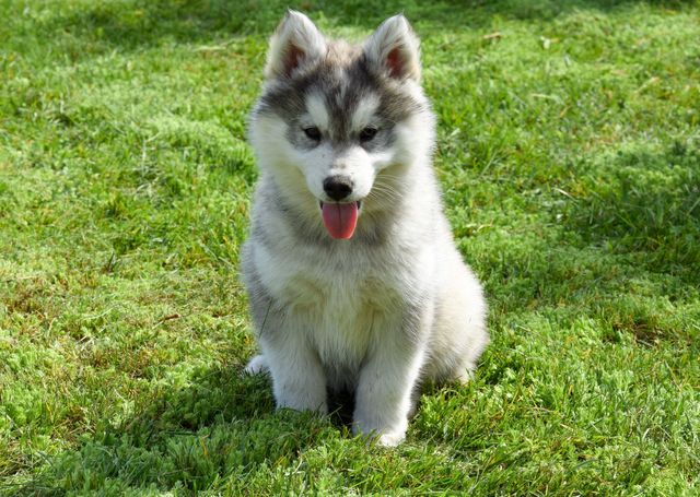 Siberian Husky Piesek