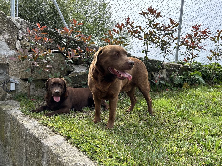 Labrador Retriever cor chocolate
