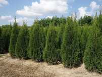 Tuja Smaragd 160,180,200,220cm! Thuja Szmaragd! Dowóz! Tuje, sadzenie!