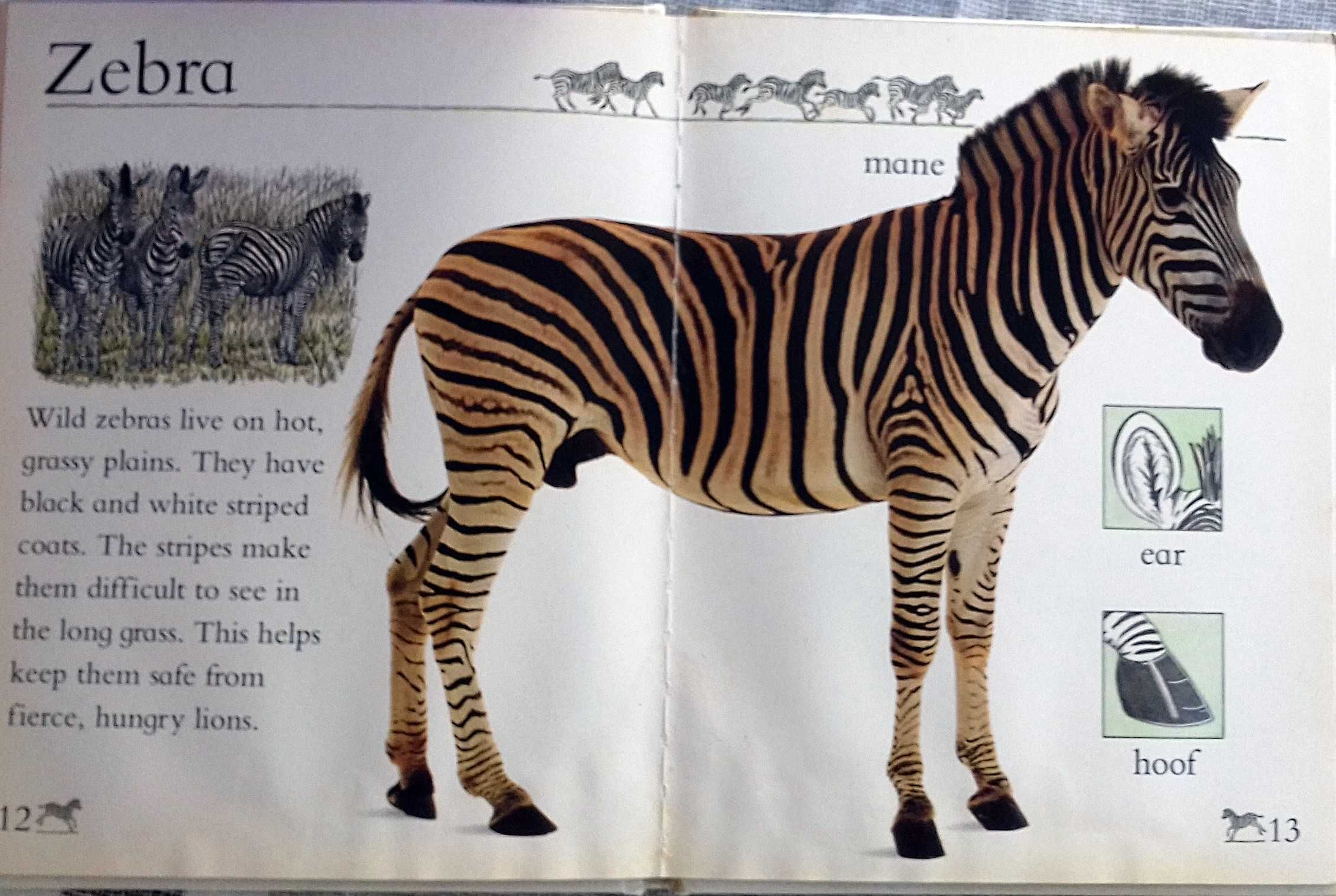 Zoo Animals. Eye Openers. Belas listrações. Pedagógico. Inclui portes
