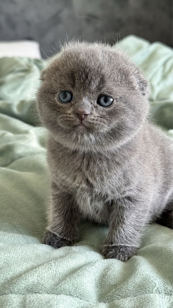 Gatinha Scottish Fold (blue)