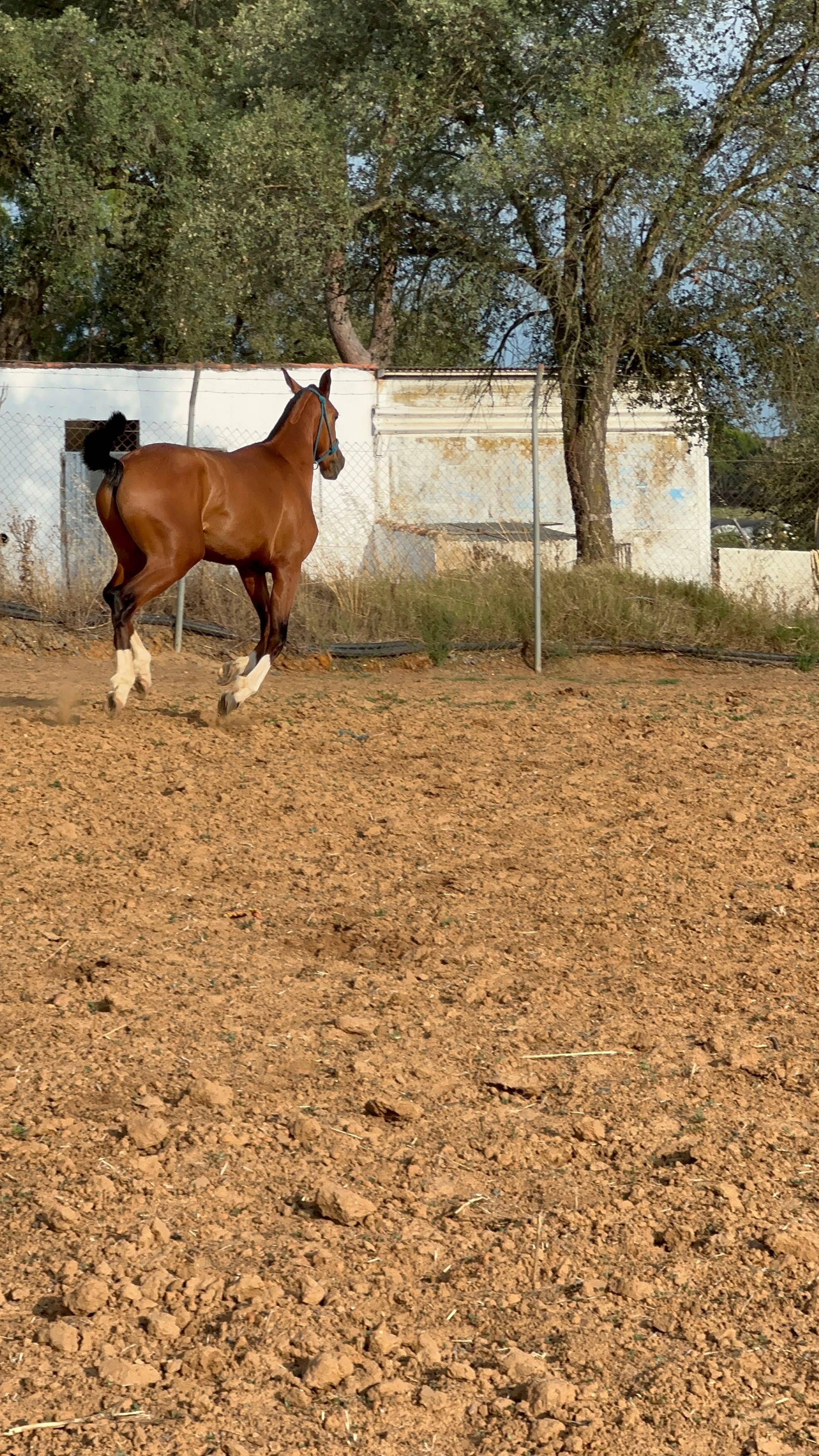 Poldro lusoarabe 3,5 anos 1,65