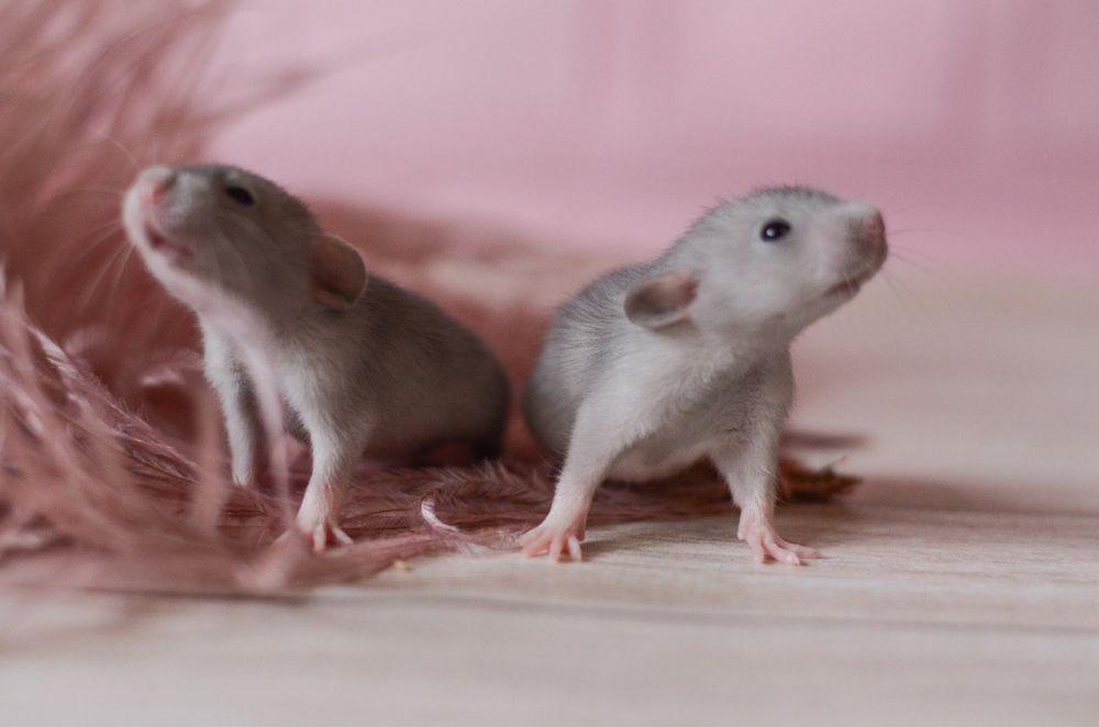 Голубые(серые) крысята дамбо