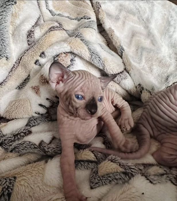 Канадочки девочки под бронь