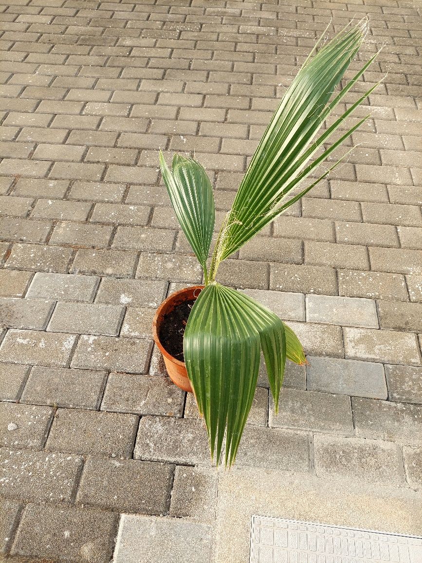 Palmeira Leque em vaso