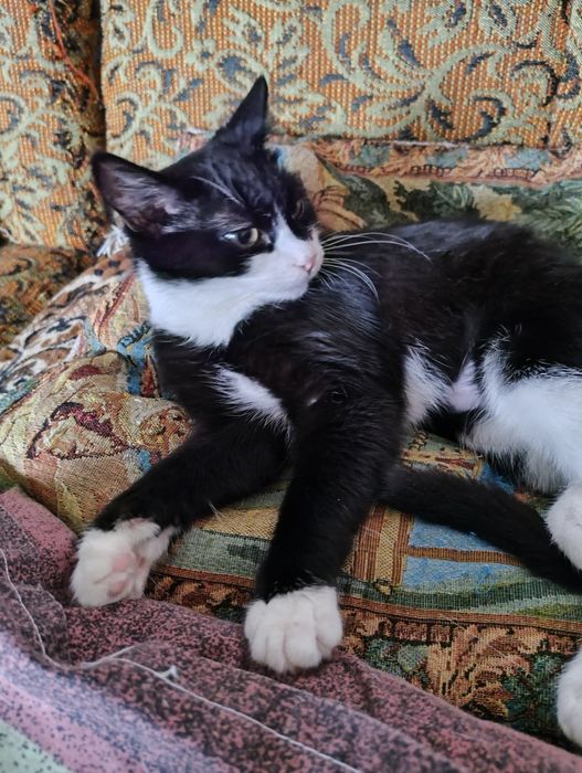 Кошка и котята девочки