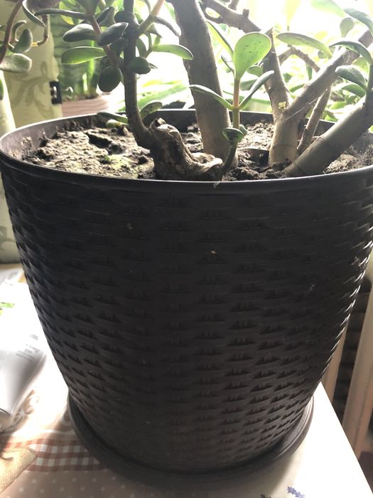 Продам гарний вазон.