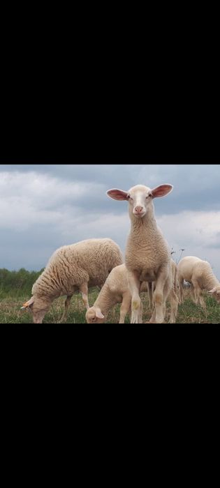 Baranina mięso jagnięcina z naturalnego chowu
