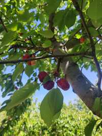 Venda de cerejas