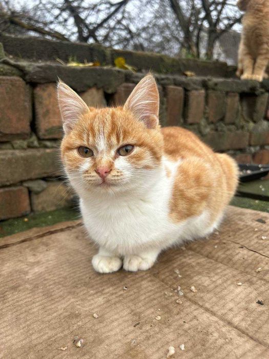 Шукаємо сім'ї котикам