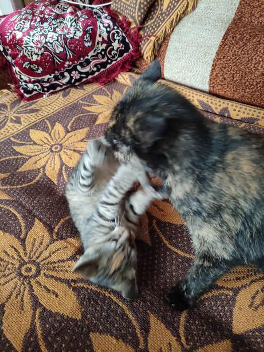 Kota oddam w dobre rece