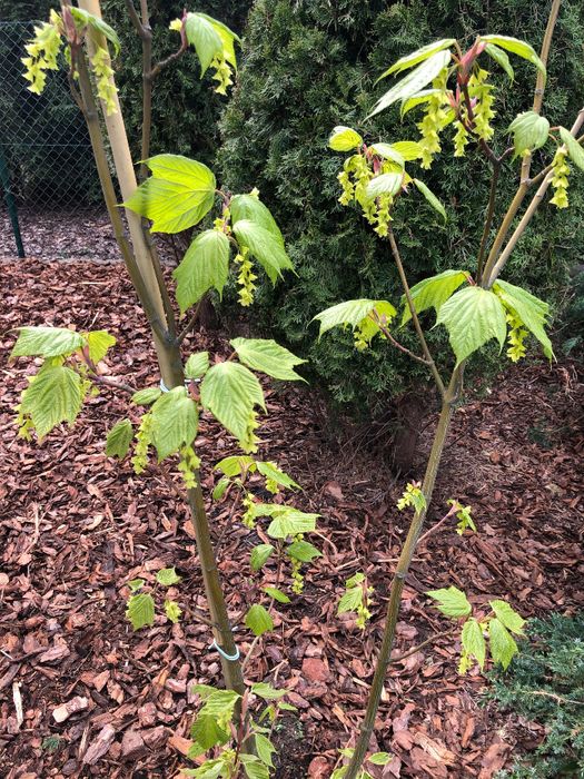 Klon Pensylwański 'Acer pensylvanicum' Wysokość ok. 200cm Leszno