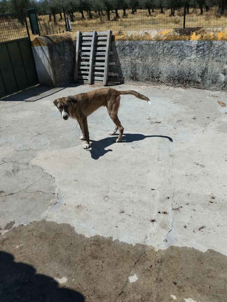 Rafeiro alentejano com 7 meses .