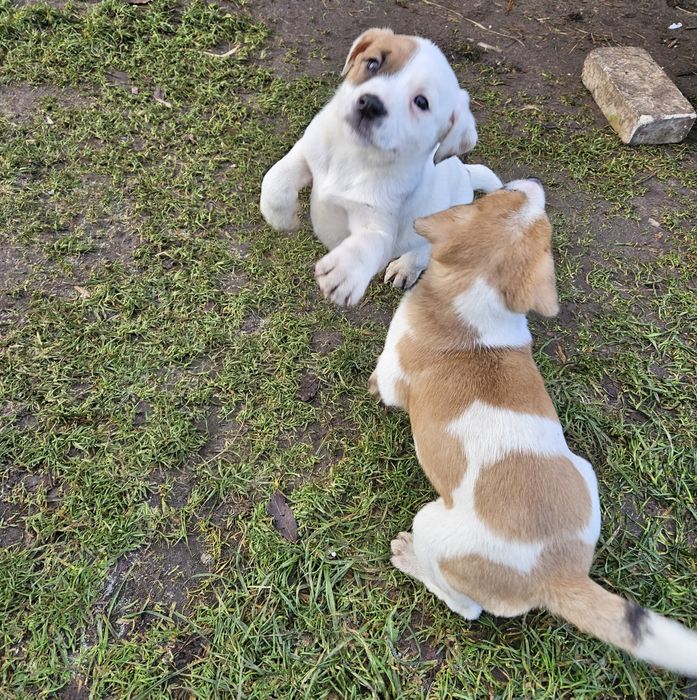 Oddam pieski w dobre rece. Odrobaczone