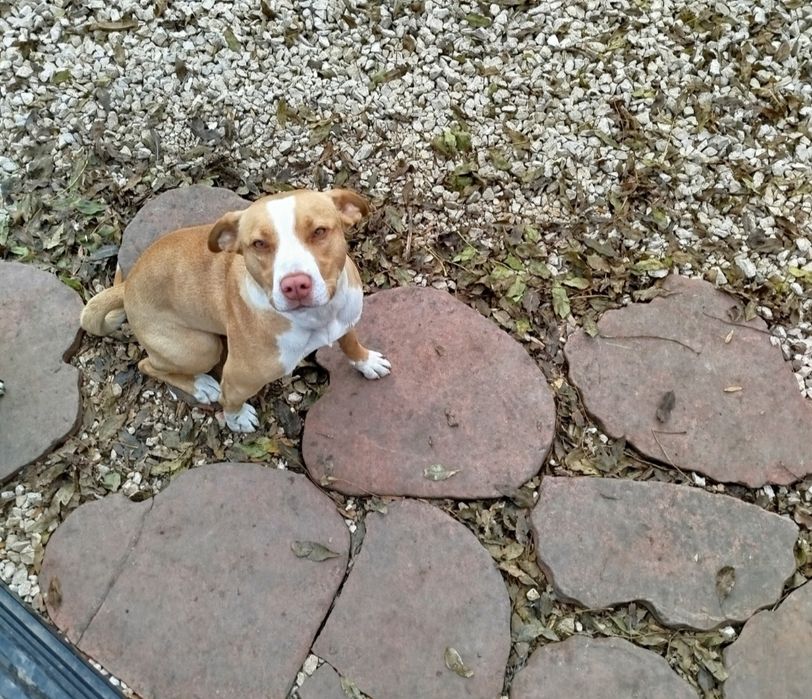 Suczka American Pitbull Terrier Red Nose