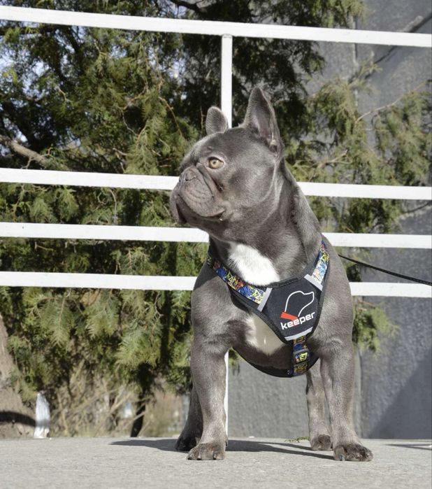 Кобель французкого бульдога