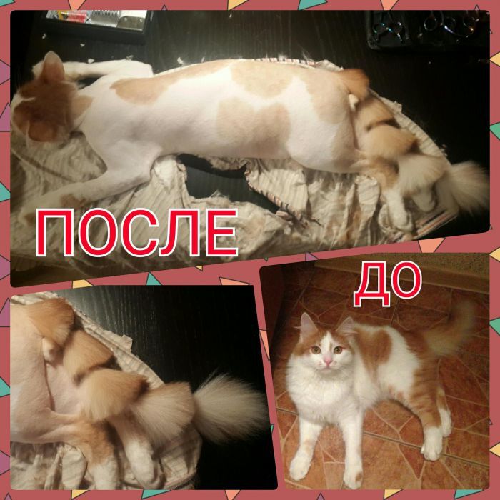 Стрижка котов. Грумер. Ветеринар. Все р-ны. Киева. Киевская обл.