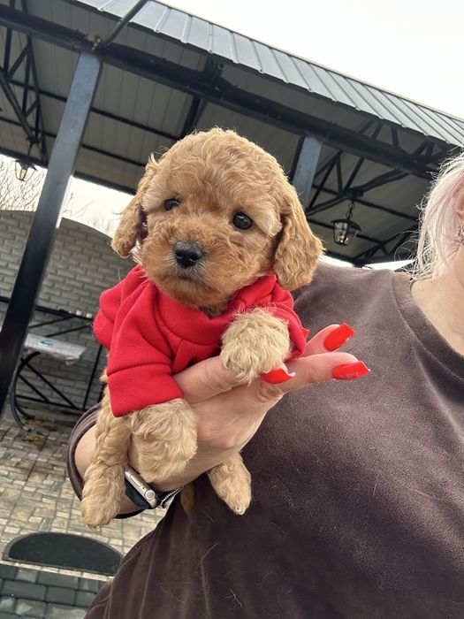 Милая кукла мальтипу