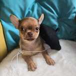 *Juz do odbioru *Chihuahua samiec