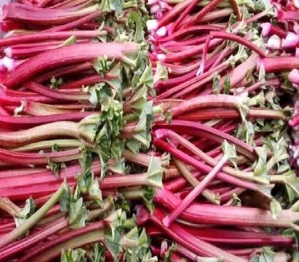 Rabarbar sadzonki lider malinowy