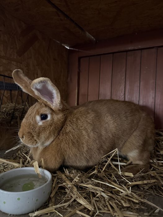 Krolik duzy mieszaniec