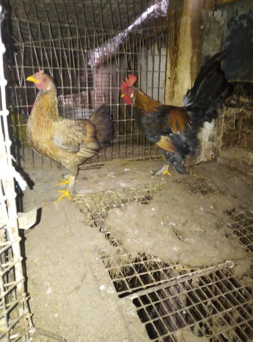 Продам карликові бентамки 250 грн