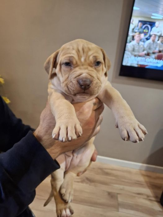 American Pitbull Terrier