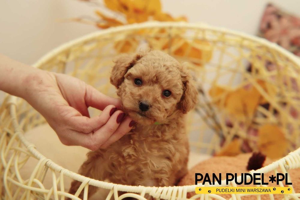 Pudel Toy/Mała Miniaturka Wyjątkowa Suczka Apricot Płowa Odbiór