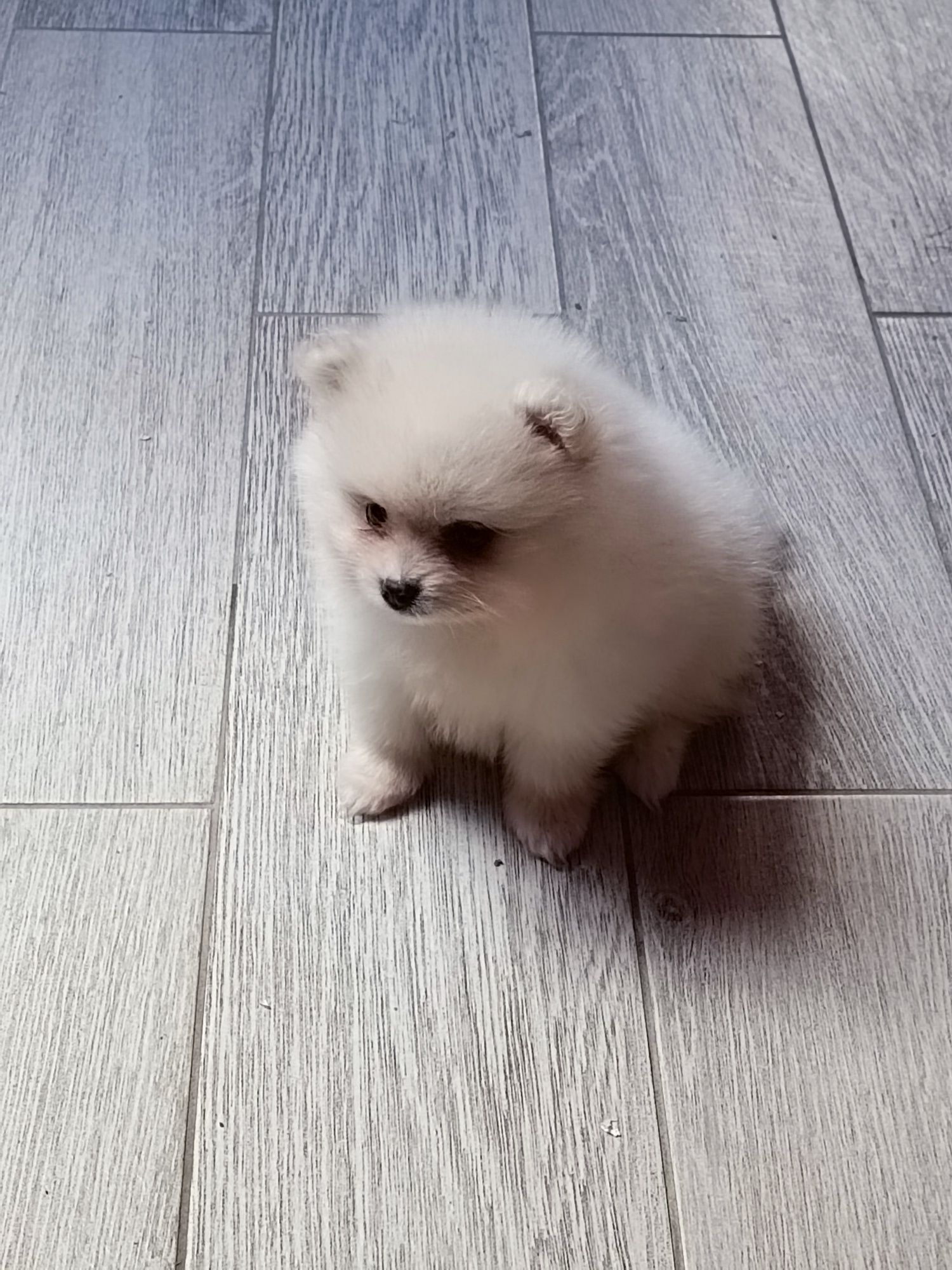 Pomeranian piesek