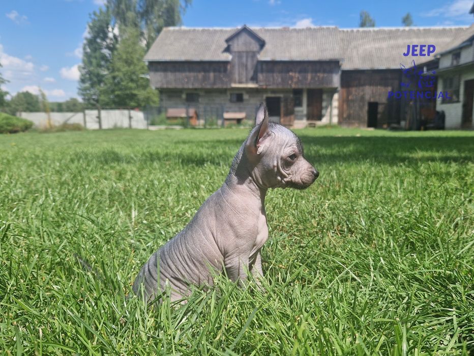 Nagi Pies Meksykańsk mini * piesek XOLO