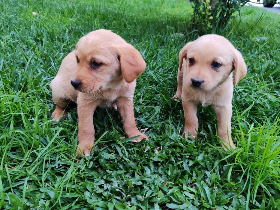 Dou cachorros porte grande x labrador