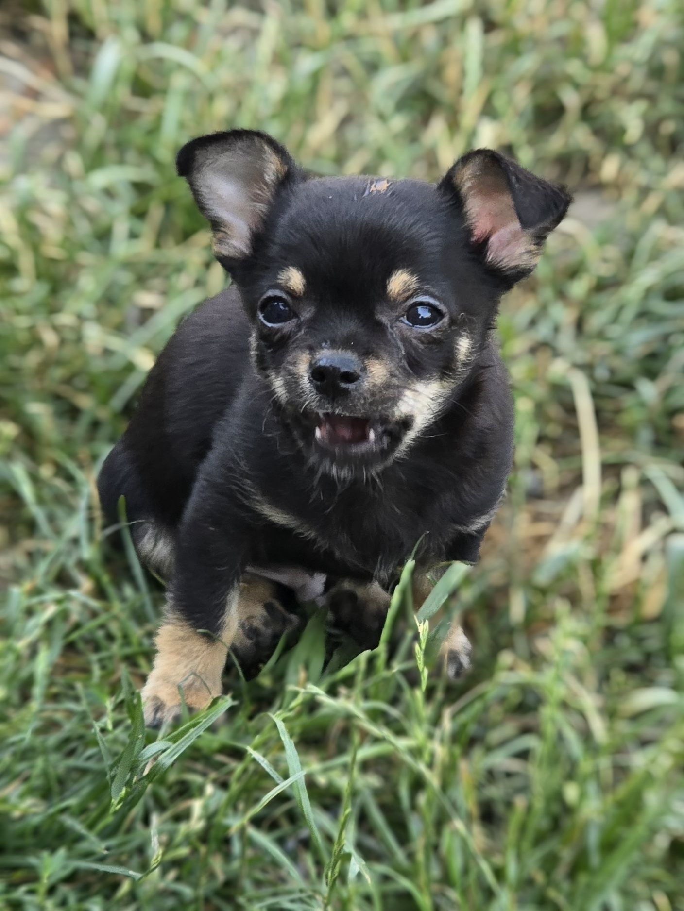 Chihuahua piesek