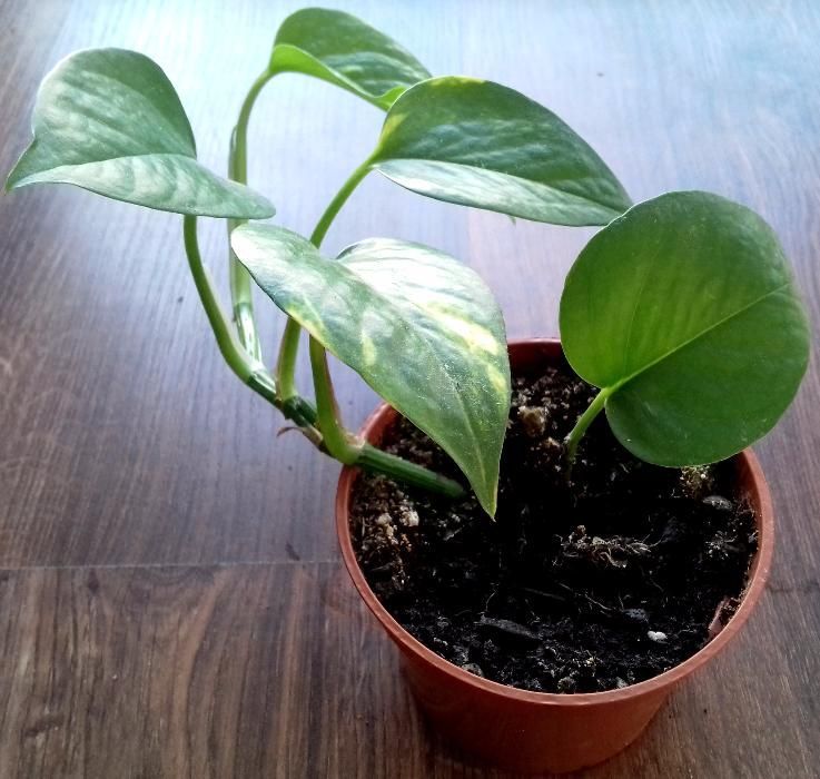Epipremnum - sprzedaż roślin domowych