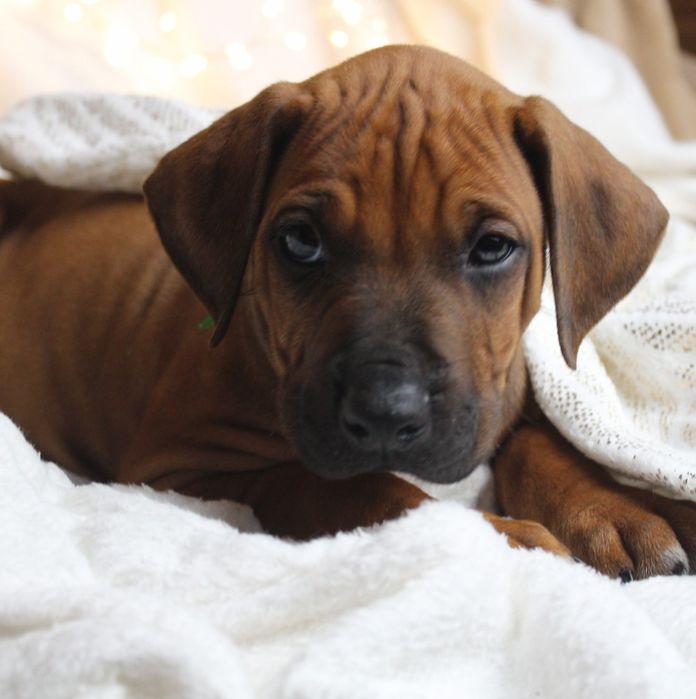 Rhodesian Ridgeback-uroczy chłopak