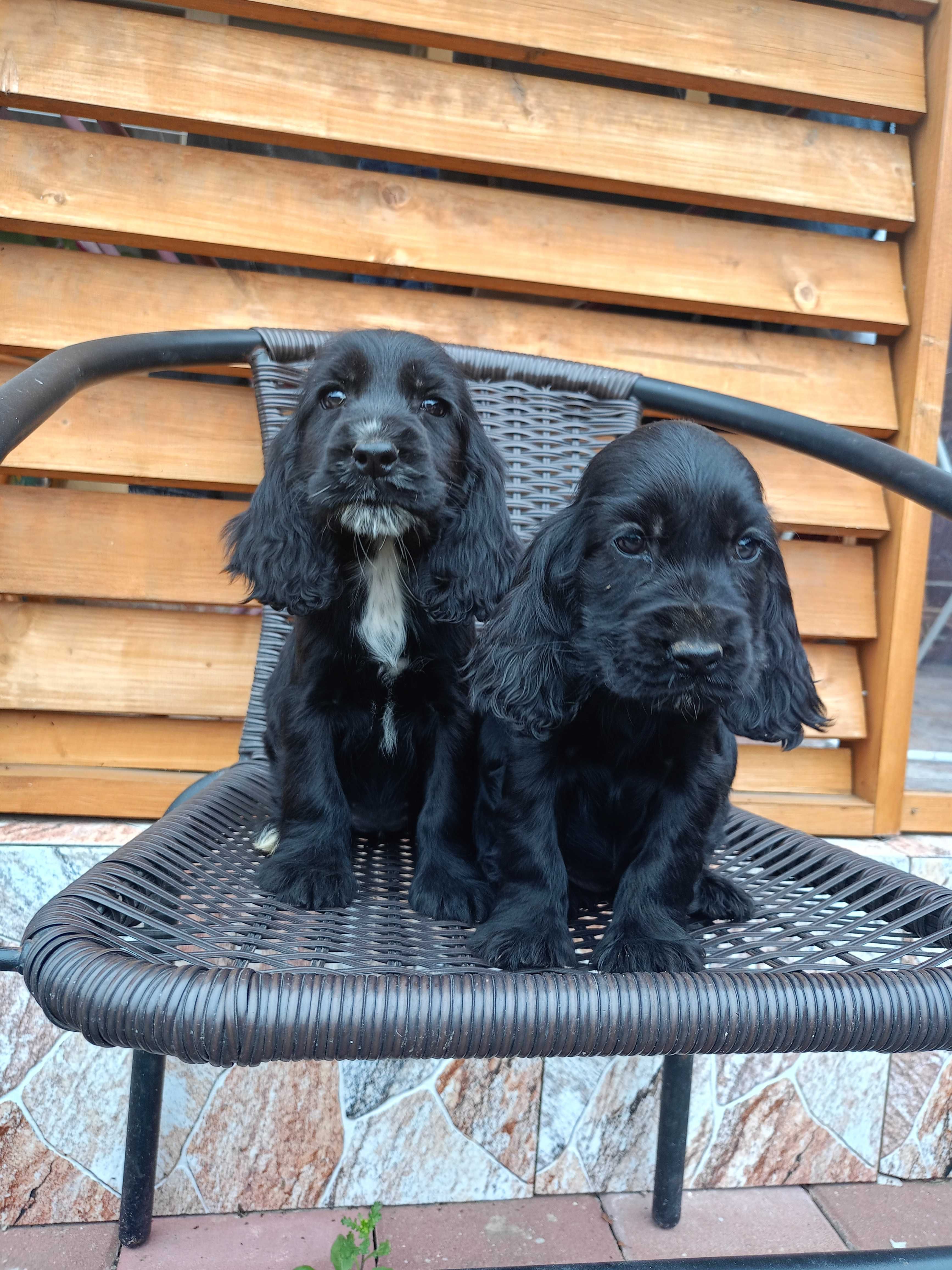 Suczka Cocker spaniel